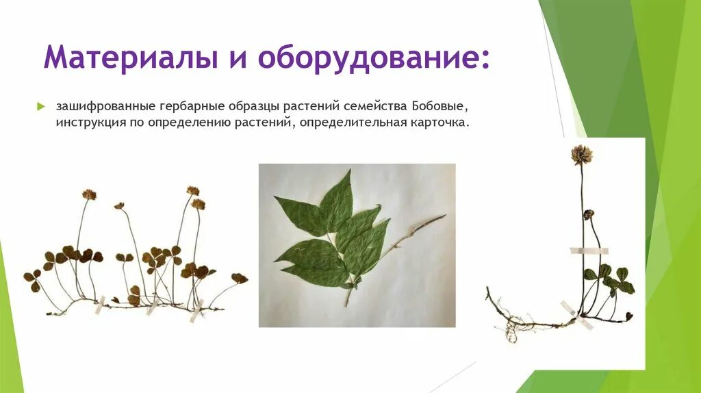 определительная карточка растений. покрытосеменные растения. вид растений это определение. вид растений это определение. виды растений.