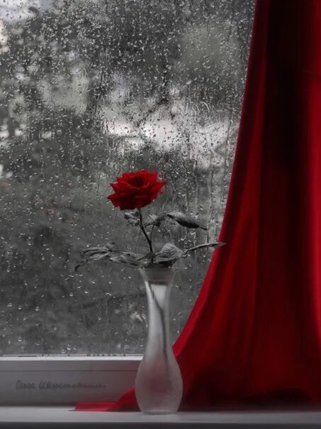 Все приходит и уходит снег сменяется. Розы за окном. Красные розы на окне.