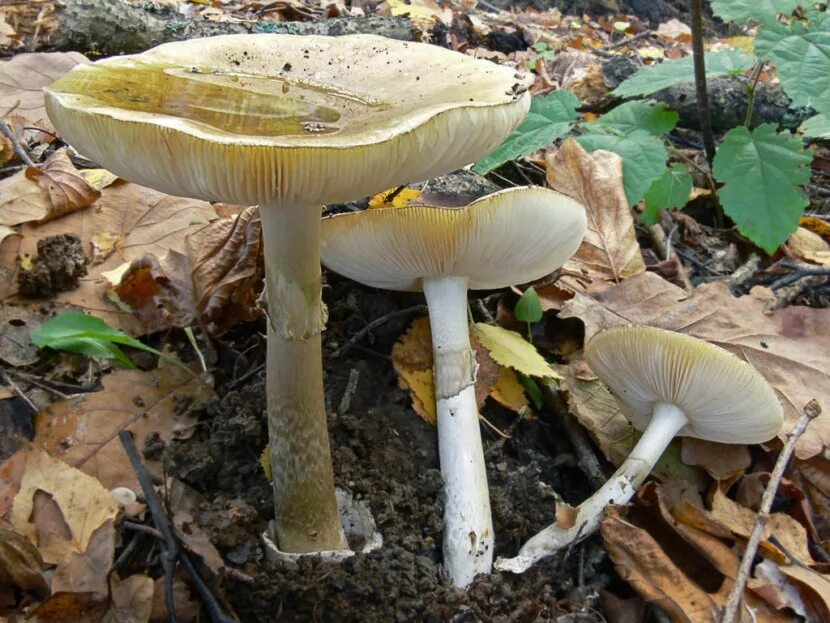 Бледная поганка гриб. Бледная поганка (Amanita phalloides). Бледная погоганка гриб. Бледная поганка гриб фото.