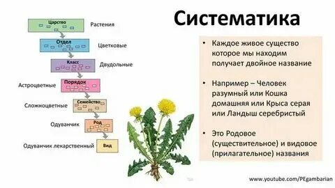 Систематика растений тест 7 класс с ответами