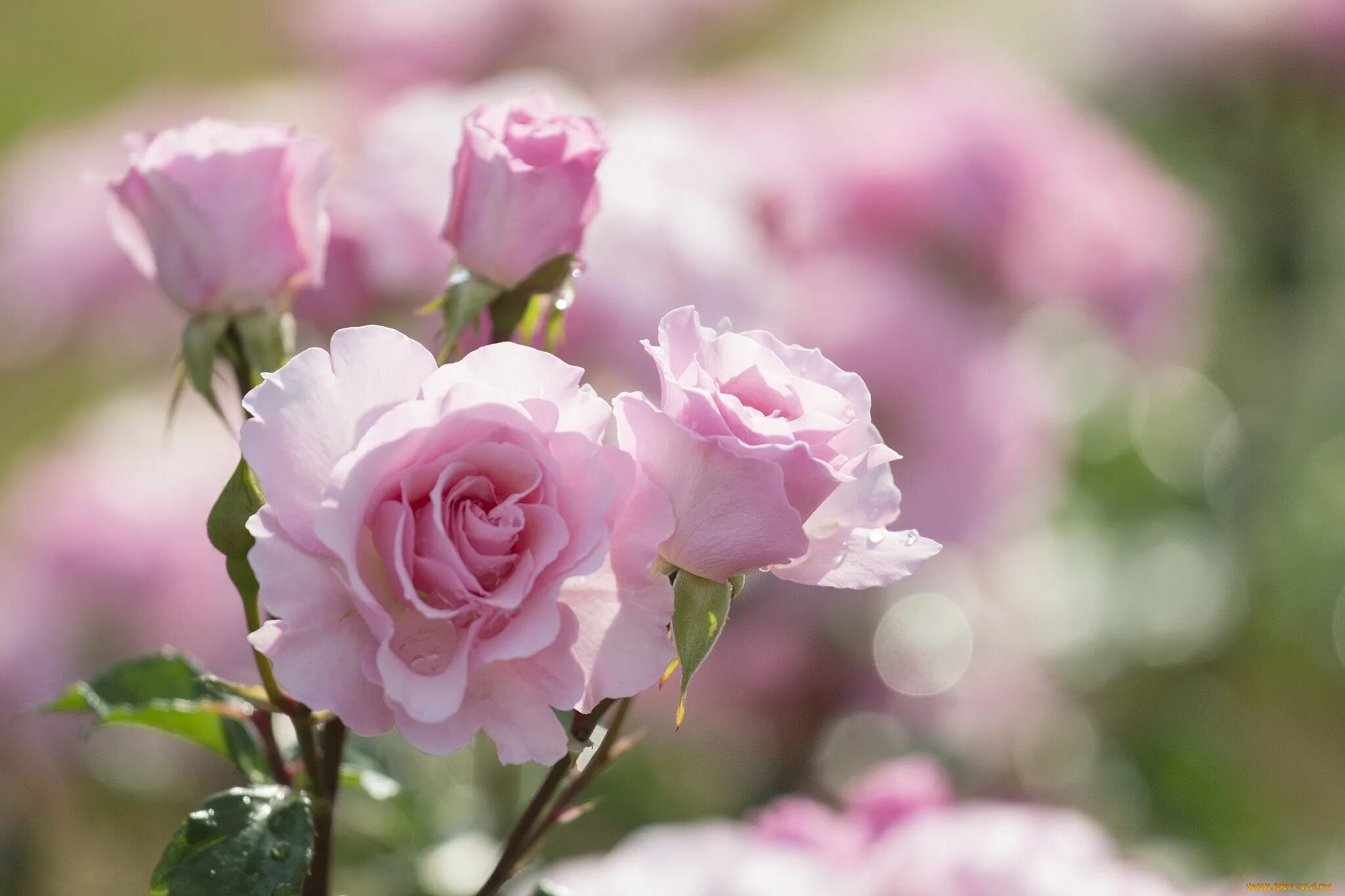 It s beautiful flower. Розовые розы. Нежный цветок. Нежно розовые цветы.
