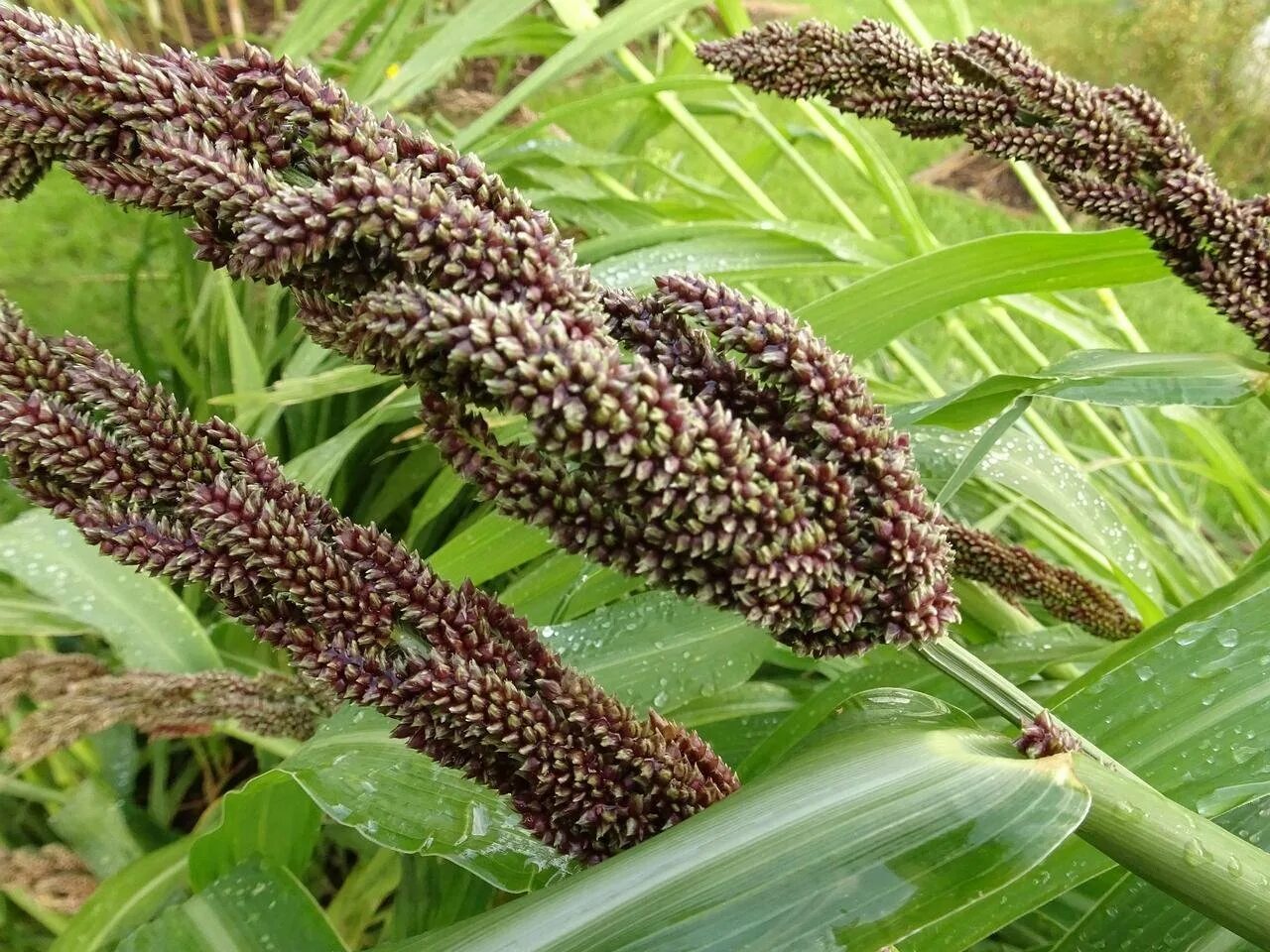 Просо сорта. Просо японское пайза. чумиза (setaria italica). чумиза (головчатое просо);. трава пайза.