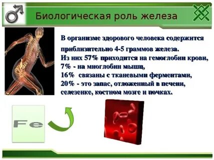 Роль железа в жизнедеятельности организмов составить кластер