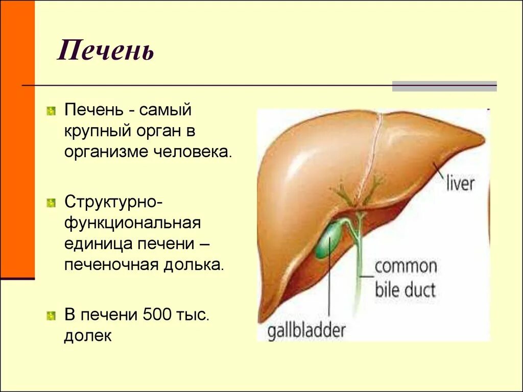 Печень является органом. Печень орган в организме человека.