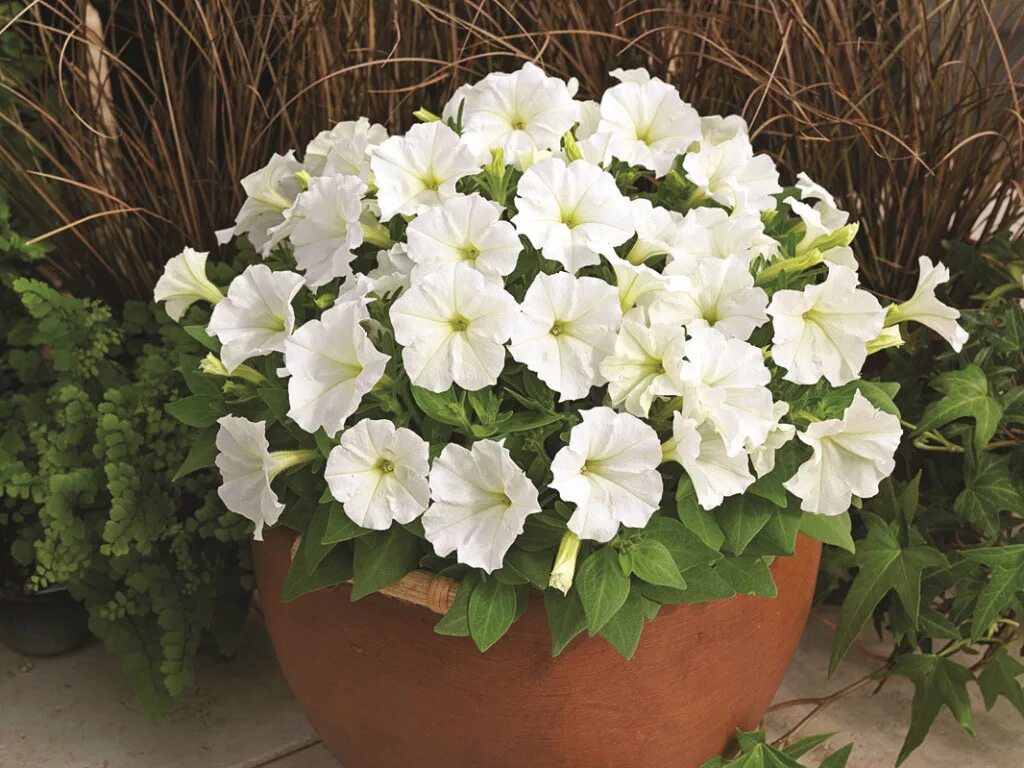 петуния грандифлора суперкаскад. петуния грандифлора саксесс эйч ди вайт. петуния ампельная изи вейв вайт. петуния грандифлора саксесс 360. петуния грандифлора капри вайт.