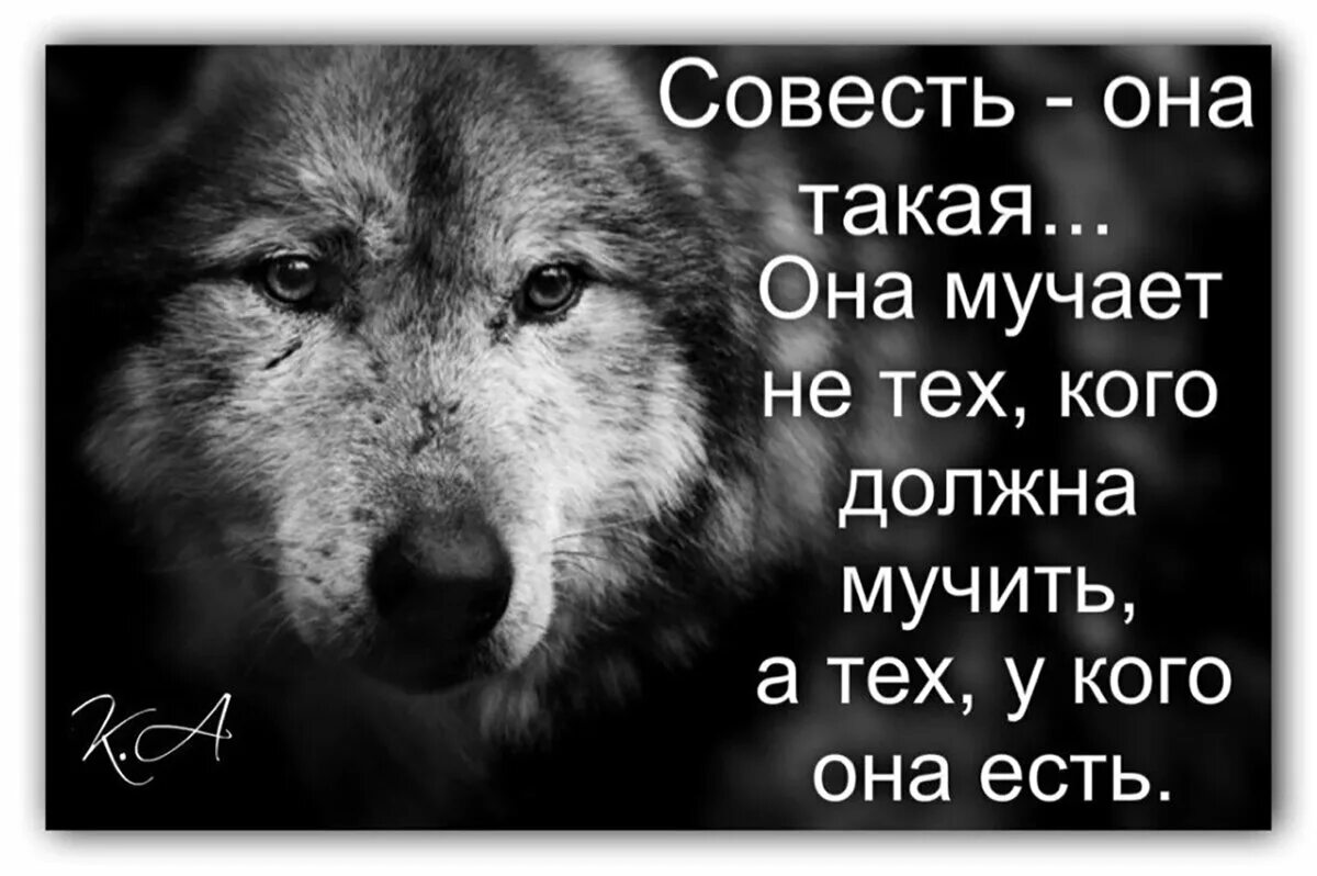 Мудрость про совесть. Совесть мучает. Совесть есть. Мудрые цитаты.волк.