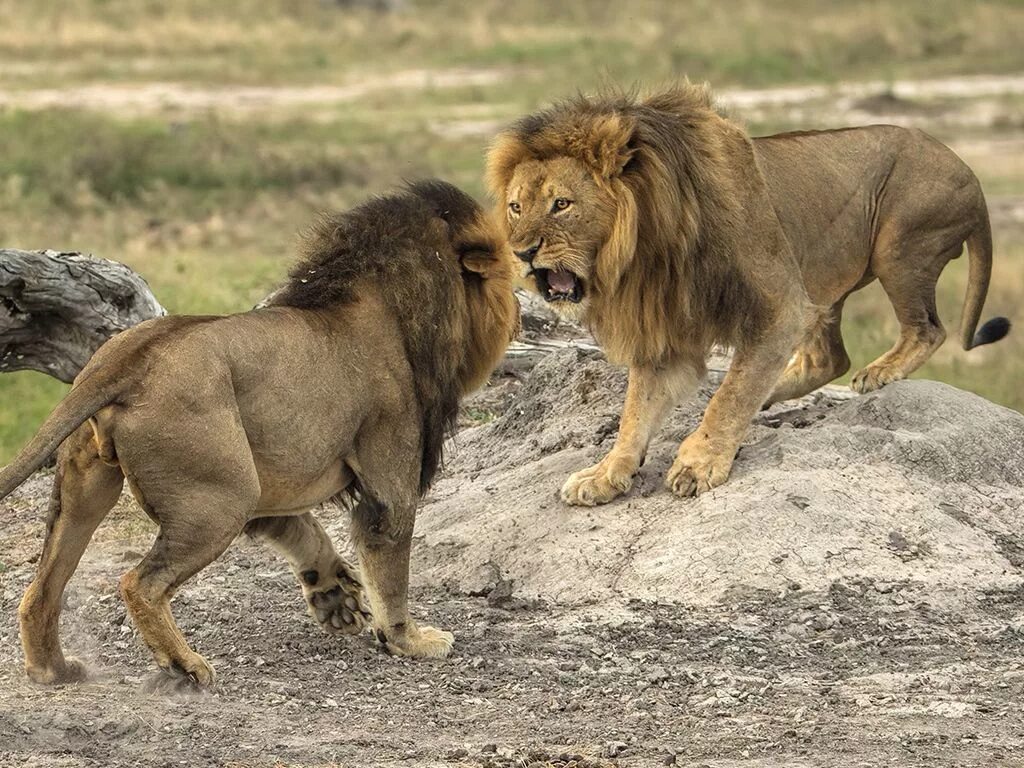 Нападение льва львов. Лев вожак прайда. Вожак прайда Львов. Территория прайда Львов. Африканский Лев Прайд.