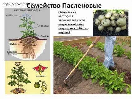 Тип корневой системы семейства пасленовые