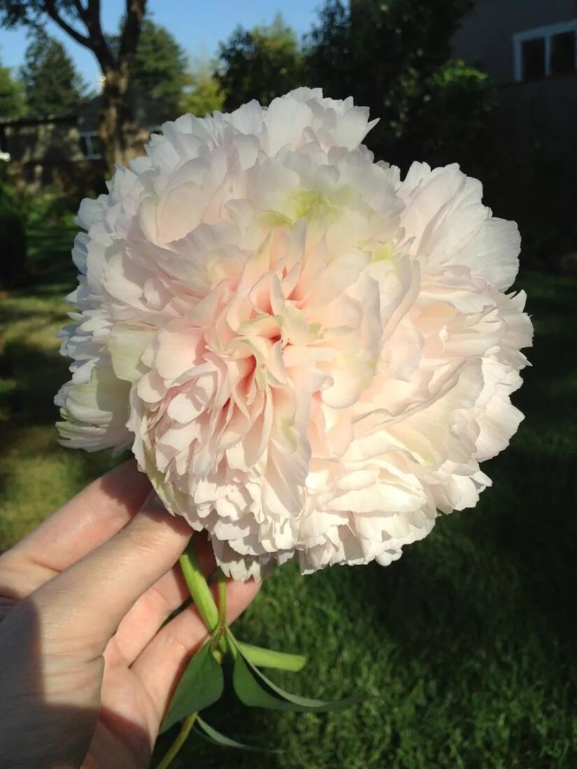 пион древовидный green jade. пион грин джейд. пион зеленый шар. пион зеленый шар. пион древовидный green jade.