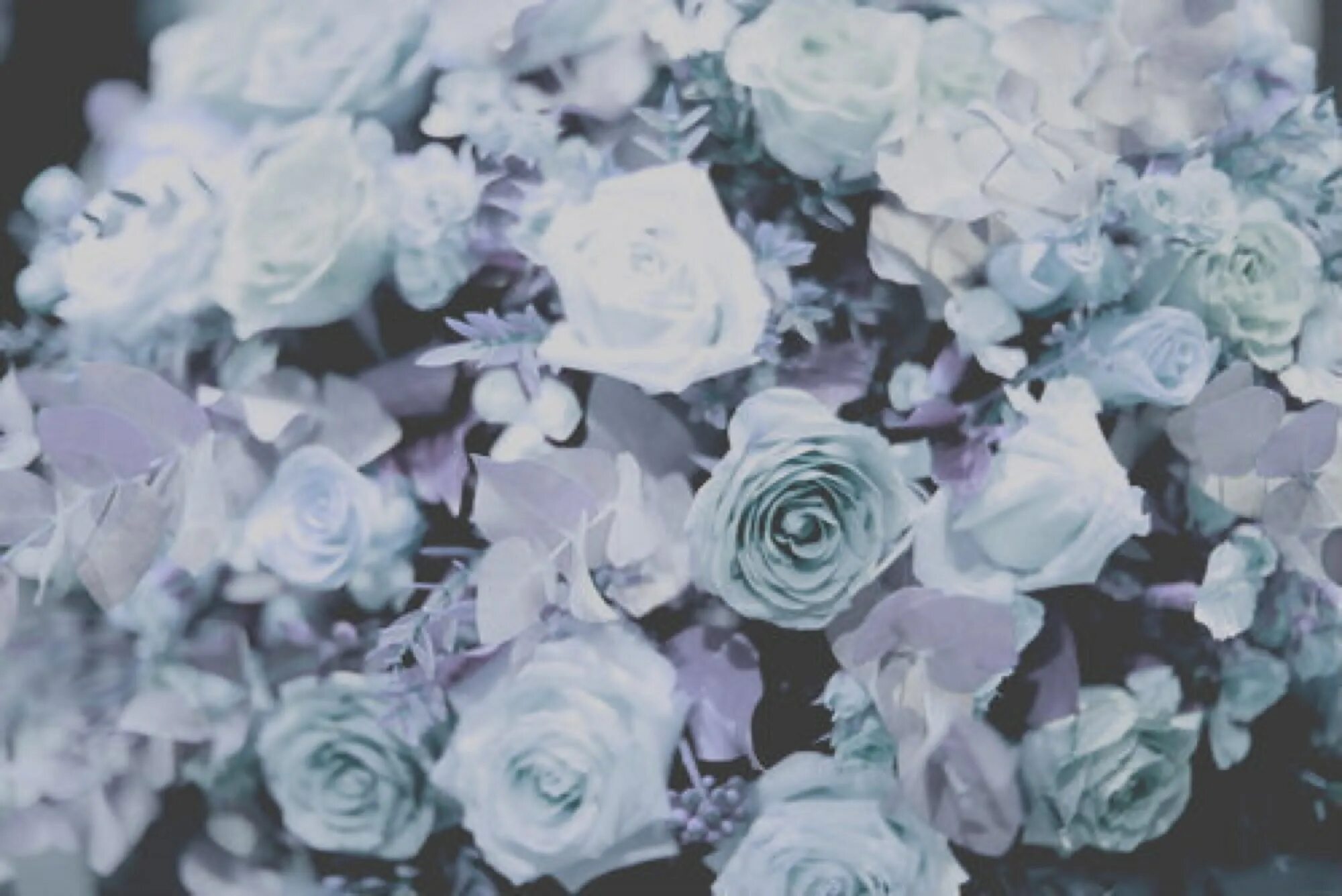 Голубые розы сантори. Пастельный ганс пион. Бело голубой. Голубые розы эстетика. Розы синего цвета.