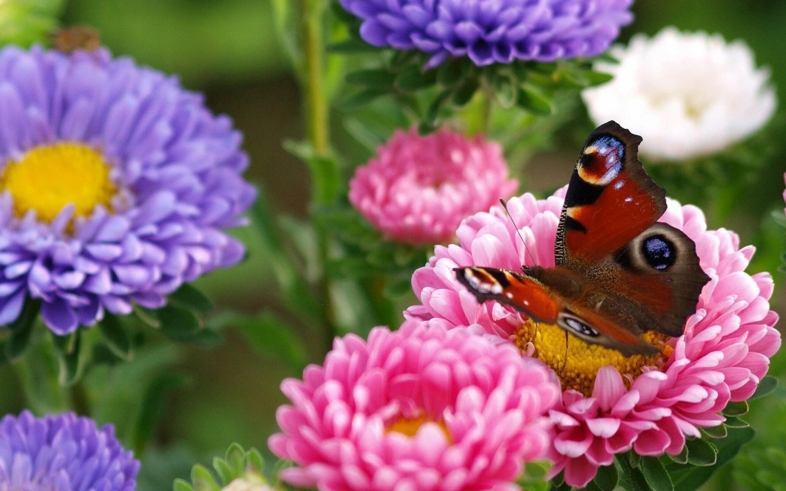 It s beautiful flower. Летние цветы. Яркие летние цветы. Бабочки в цветах. Бабочка на цветке.