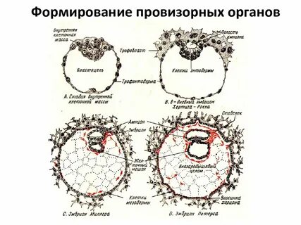 Провизорные органы