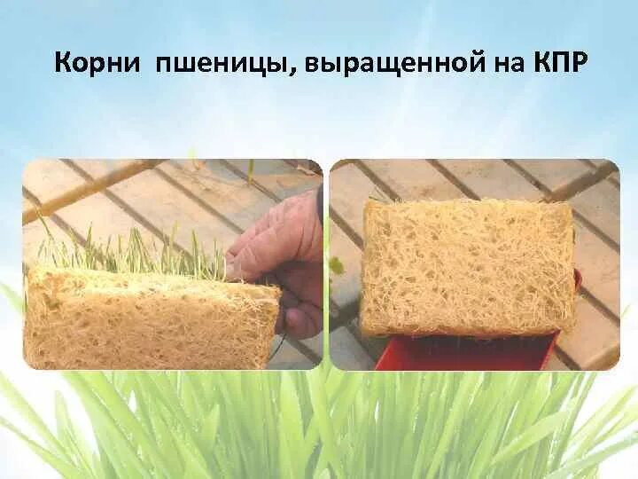 Скоропортящиеся продукты сеющий пшеницу. Скоропортящиеся продукты сеющий пшеницу