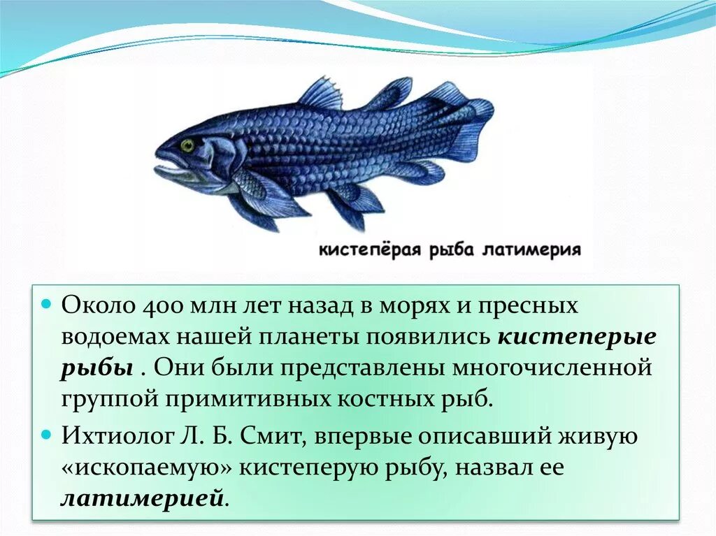 Кистеперые рыбы класс. Отряд кистеперые. Кистепёрые рыбы Латимерия. Кистеперая рыба Латимерия. Кистеперые рыбы Эра.