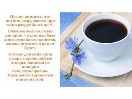 Гэрб цикорий можно
