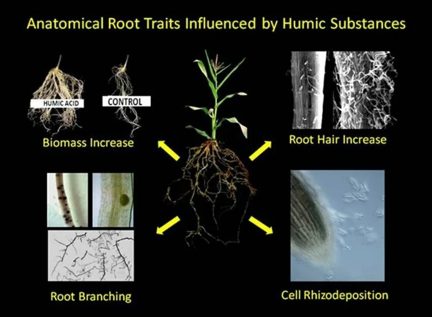 Root threads. Humic acid. humic acid destruction. lateral root.