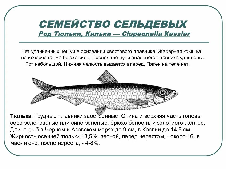 Представители отряда сельдевых. Семейство сельдевых какие рыбы. Разновидность сельди. Семейство сельдевых какие рыбы. Семейство сельдевых рыб.