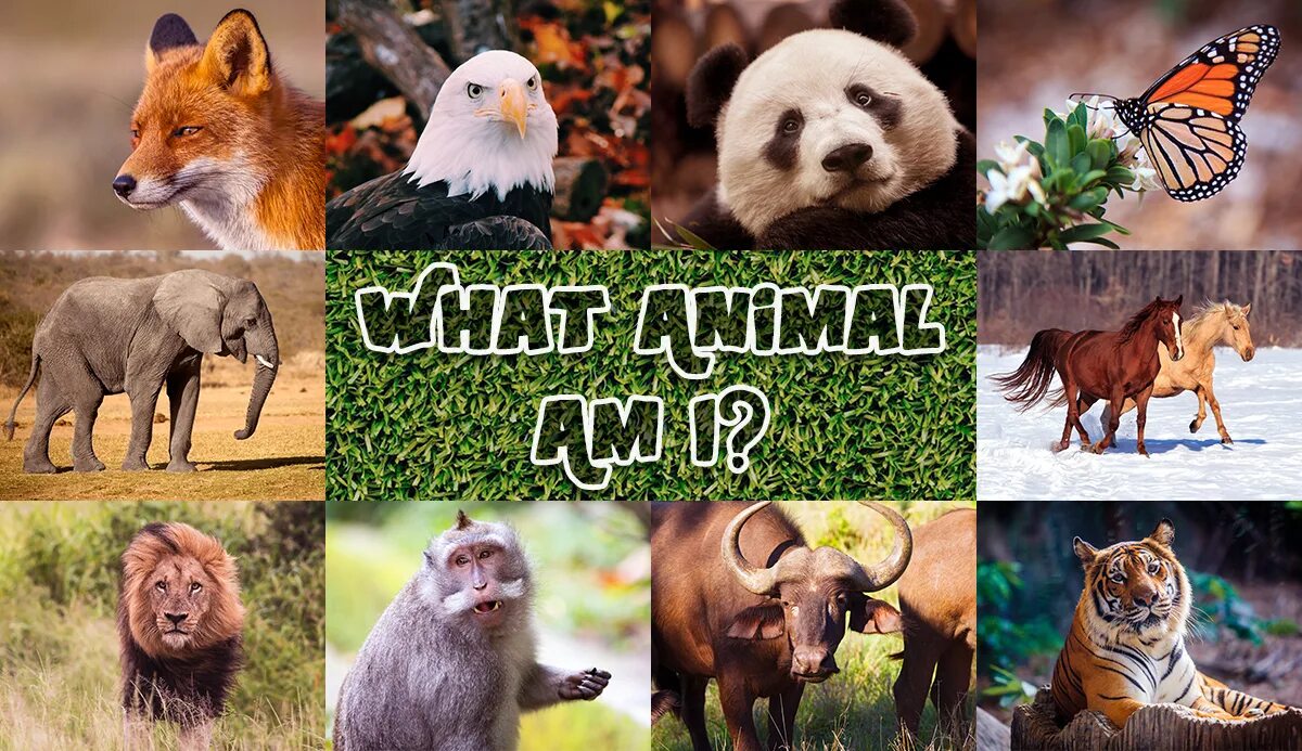 What kind of animals. What kind of animal are you. Describe animals. Can животные. Animals презентация.
