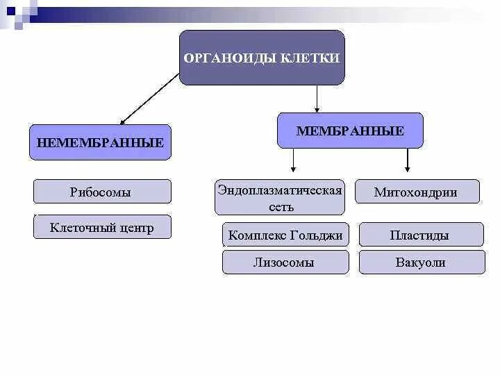 Какие общие органоиды. Классификация органоидов клетки схема. органоиды клетки мембранные и немембранные схема. немембранные органоиды клетки и их функции. немембранные органеллы таблица.