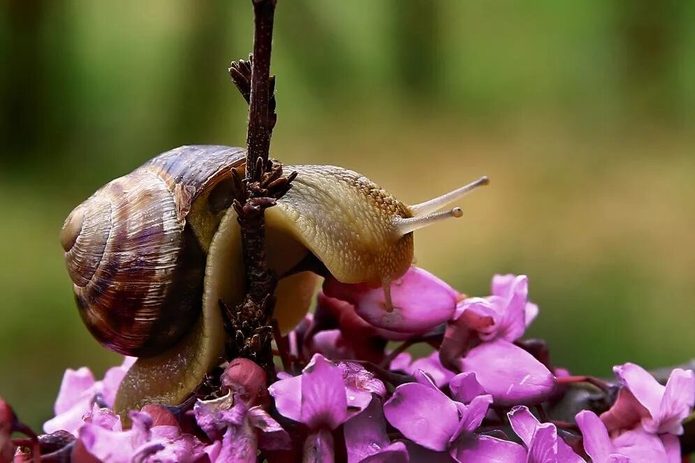 Г виноградная улитка. Улитка Helix pomatia. Виноградная улитка. Моллюски Виноградная улитка. Виноградная улитка поматия.