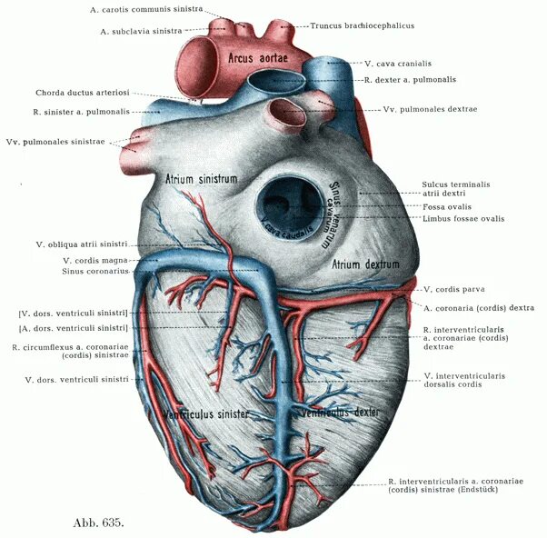 Cordis латынь. Строение сердца sulcus coronarius. Пограничная борозда сердца анатомия.