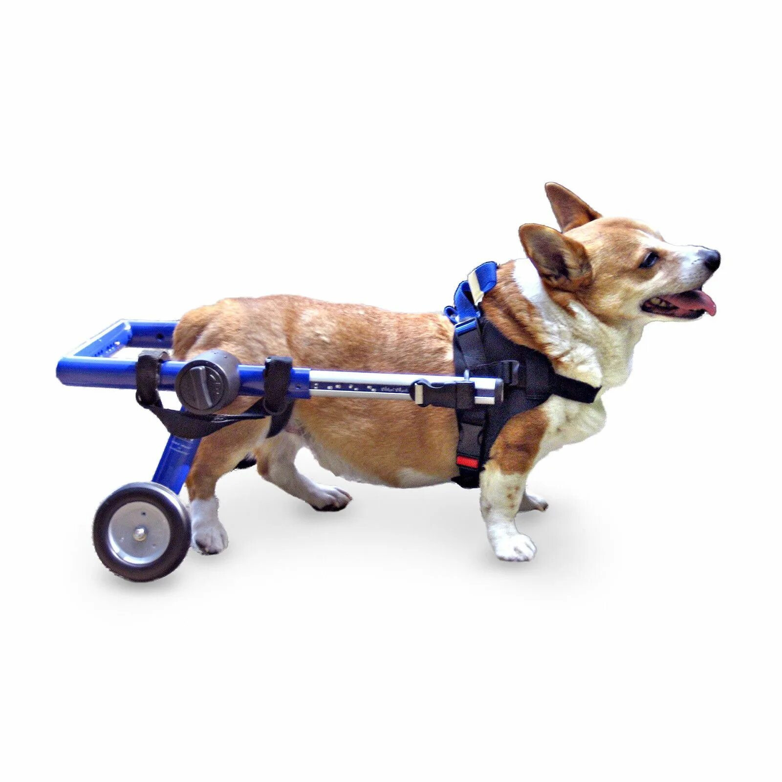 Инвалидная коляска для собак на задние. Инвалидная коляска для собак walkin wheels. тележка для собаки инвалида. коляски для собак инвалидов мелких пород. инвалидная коляска для корги.