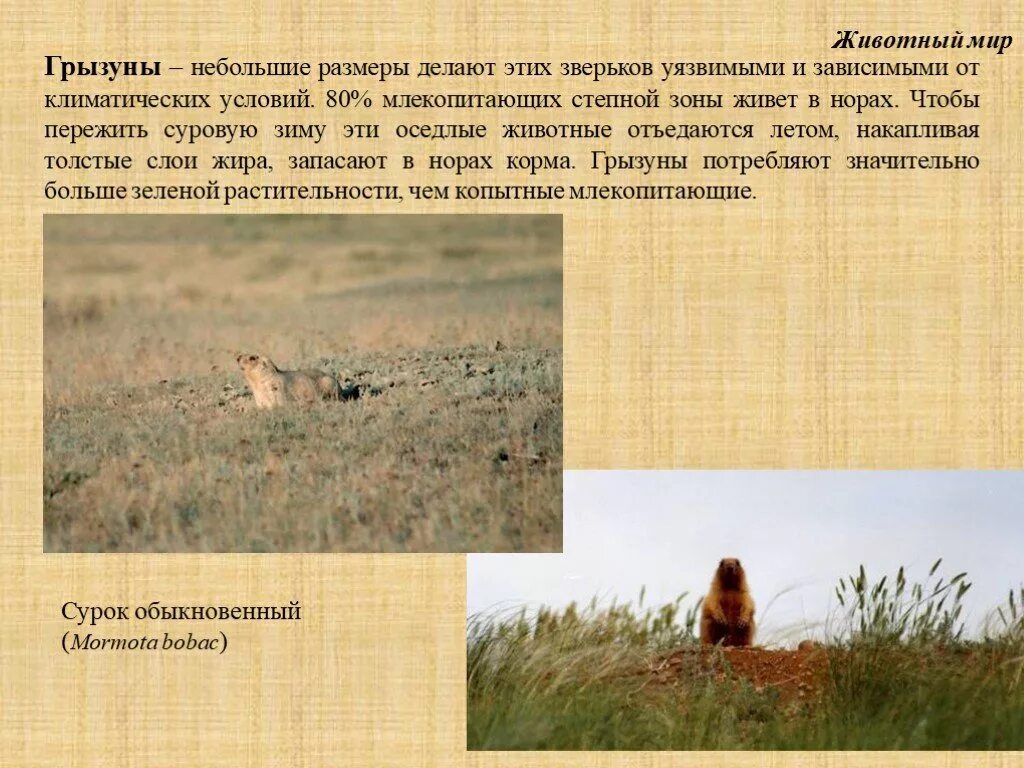 Условия обитания животных в степи. Животные зоны степей. грызуны степной зоны. доклад про степь. животный мир степи грызуны.