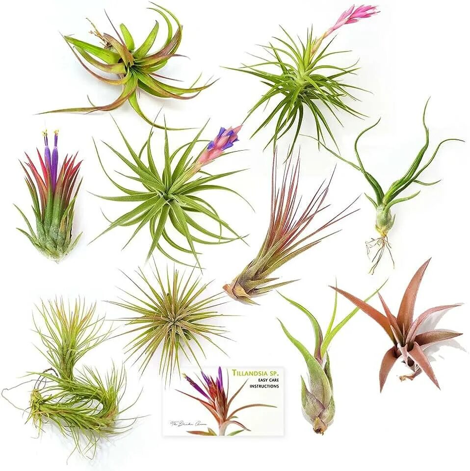 Тилландсия. Тилландсия микс. Tillandsia Air Plant. Цветок бромелия Тилландсия. Plants pack