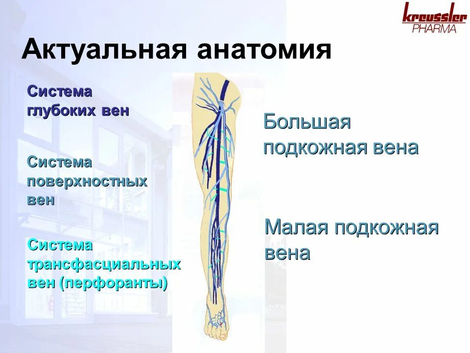 Суральная медиальная подкожная Вена. Малая подкожная Вена анатомия. Большая и малая подкожные вены. Правая подкожная вена