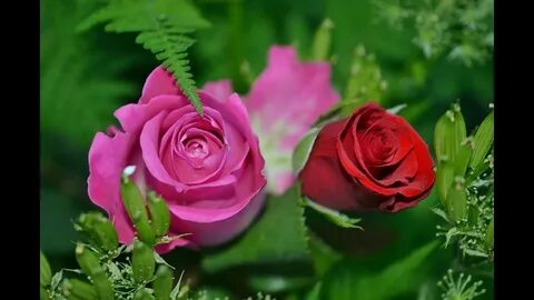 Two flowers