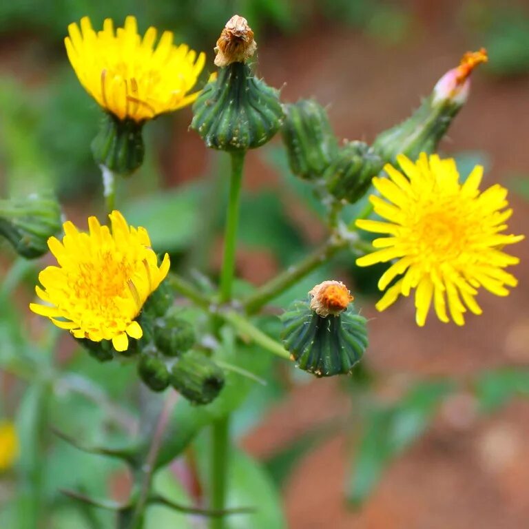 Осот полевой. Осот полевой (Sonchus arvensis),. Молочай и осот полевой. Осот полевой огородный желтый. Цветущий сорняк