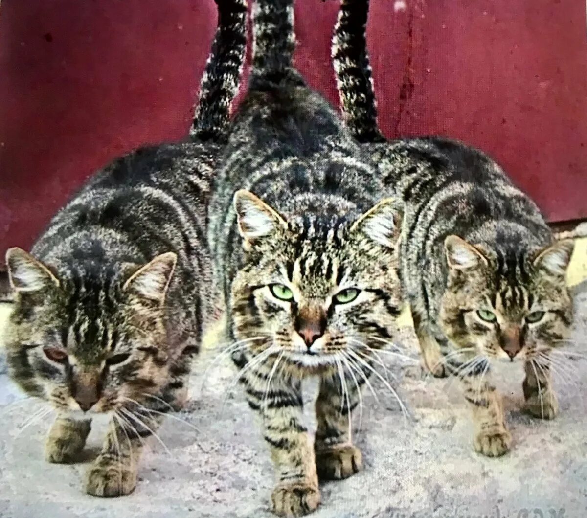 День уважения кошки картинки прикольные. Три кошки. Юмор с котами. Коты с надписями. Кошачий юмор с надписями.
