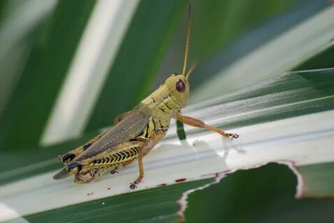 Short horned grasshopper