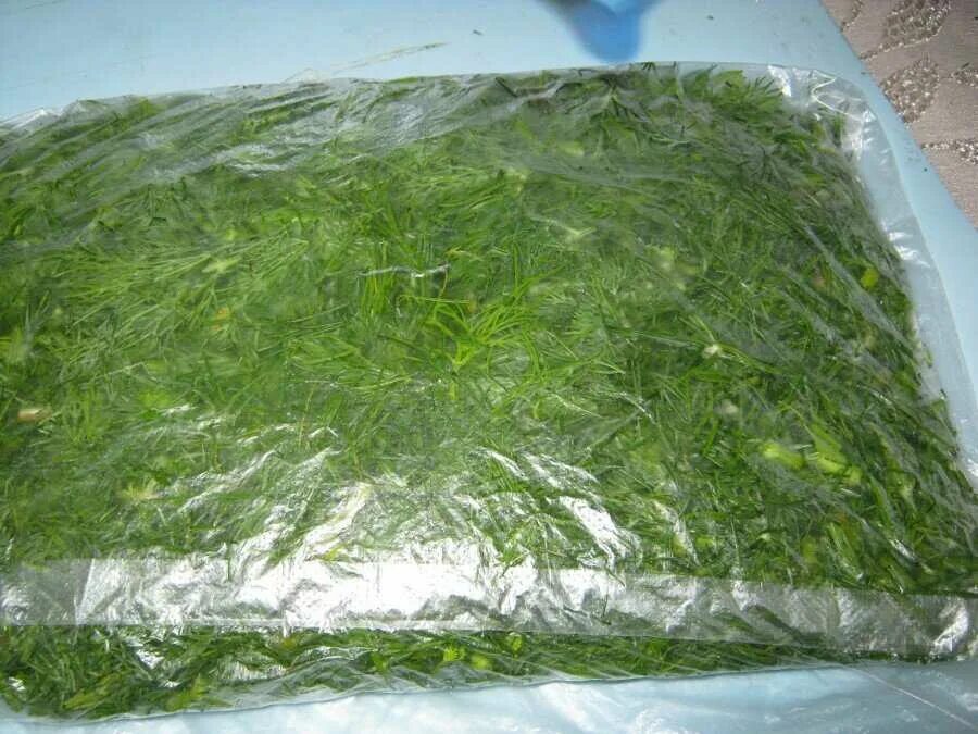 Заморозка укропа на зиму. Замороженная зелень. Укроп на зиму в морозилке. Заморозка укропа. Заморозка зелени на зиму.