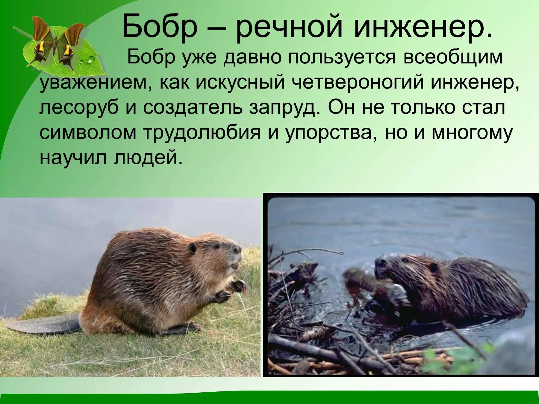 Сведения бобрах