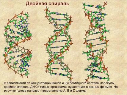 Понятие двойная спираль относится к молекуле