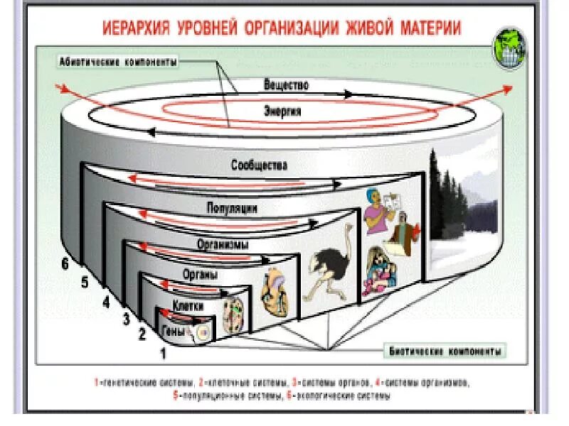 На каком минимальном уровне организации. Уровни организации живых организмов иерархия. уровни организации живой материи. уровни организации живого. иерархия уровней живой материи схема.