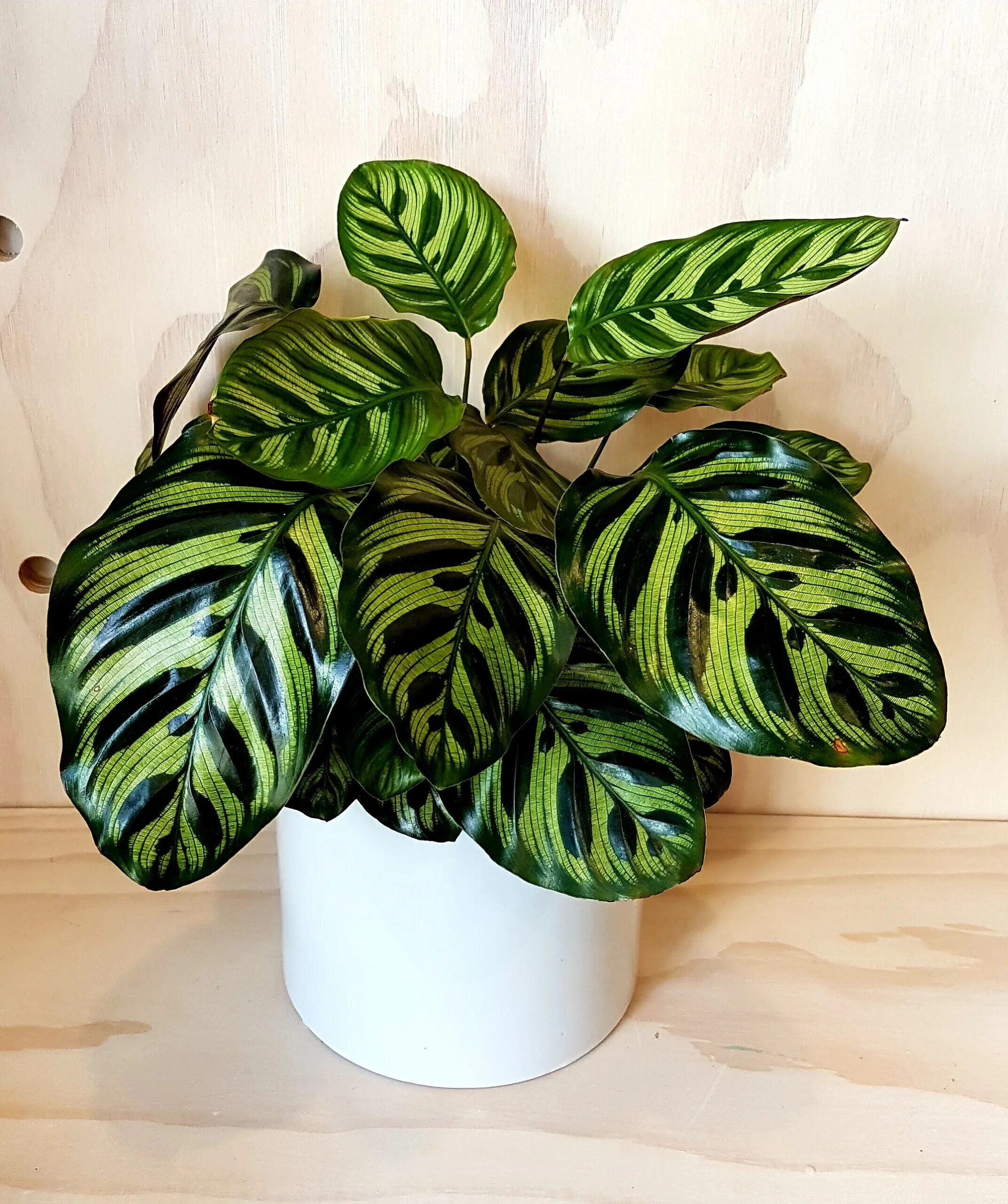 Калатея фото. Калатея Макоя. Калатея Макоя Calathea makoyana. Калатея зебрина. Маранта Макоя.