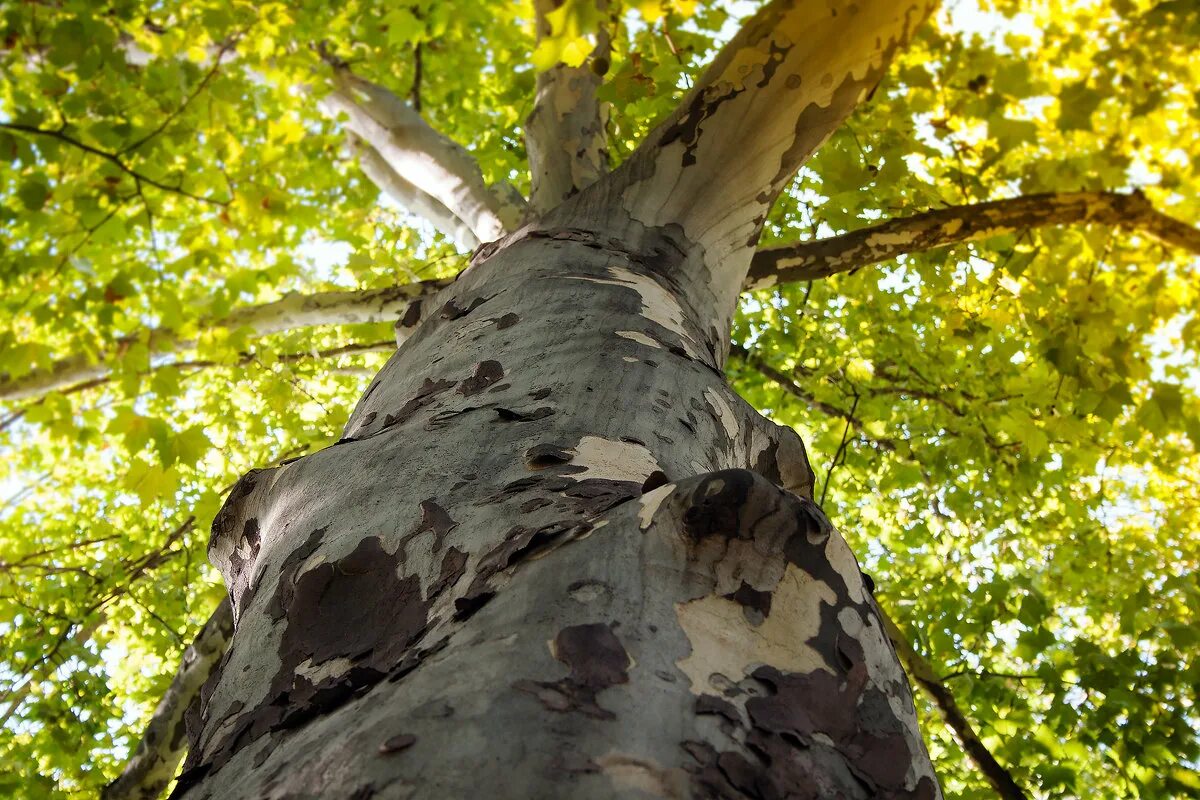 платан дерево в крыму. платан ствол. платан дерево в крыму. дерево платан в турции. платан дерево в крыму ореанда.