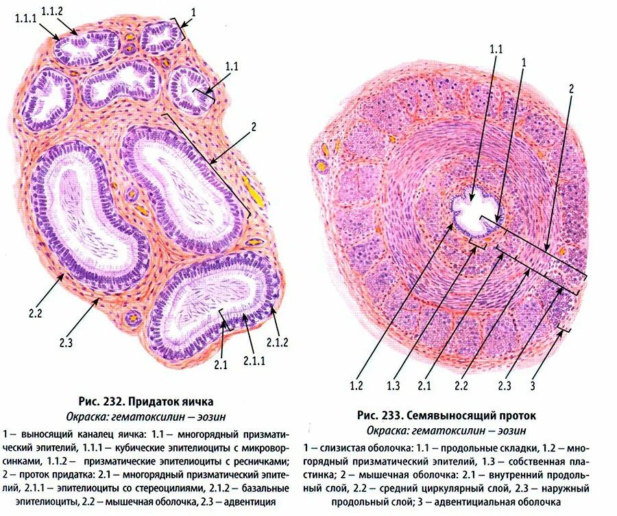 Придаток яичка функции. Придаток гистология препарат. Строение семенника гистология. Семенник гистология препарат. Схема строения придатка яичка гистология.