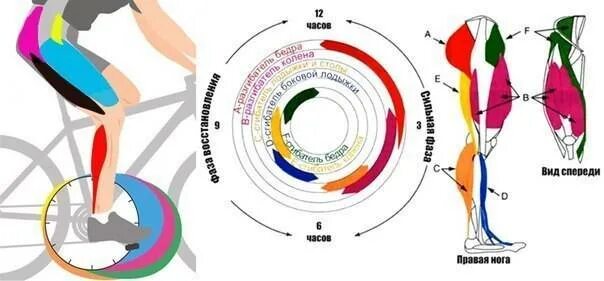 Велосипед какие мышцы работают у женщин. Мышцы задействованные при езде на велосипеде. Мышцы щадействованные притезде на велосипеде. Группы мышц при езде на велосипеде. Велосипед группы мышц.