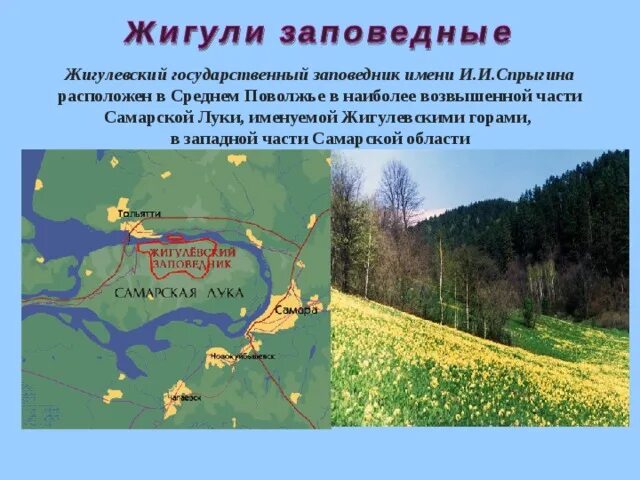 Заповедники Самарской области. Жигулёвский заповедник Самарская область. Жигулевский заповедник Самарской области сообщение. Жигулевский заповедник имени Спрыгина.