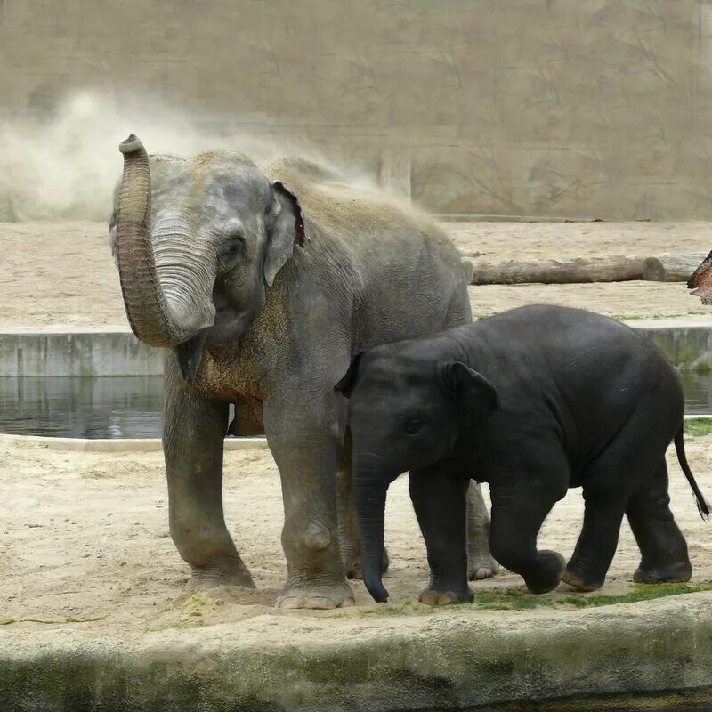 Что такое слоновник