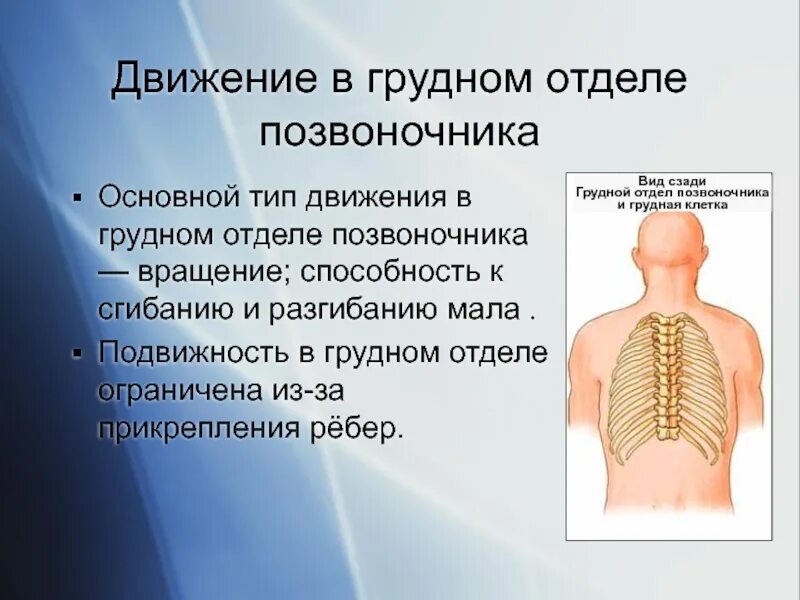 Движения поясничного отдела позвоночника. Движения в грудном отделе позвоночника. Позвонки грудного отдела. Подвижный грудной отдел позвоночника. Движения в поясничном отделе позвоночника.