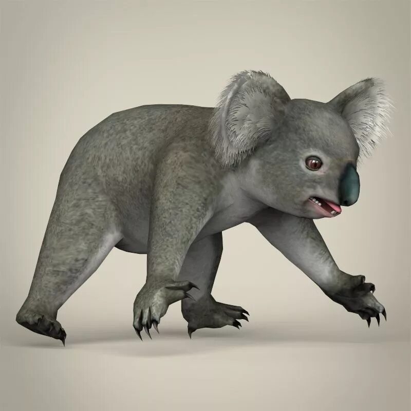 Коала 3d. Low Poly коала. Koala 3d model. Реалистичная коала.