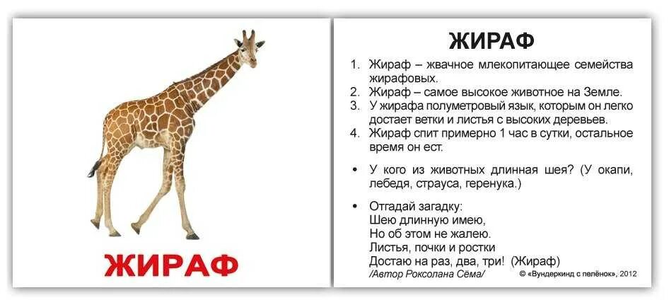 Карточки с описанием животных для детей. Жираф описание для детей. Загадка про жирафа для детей. Загадка о жирафе.