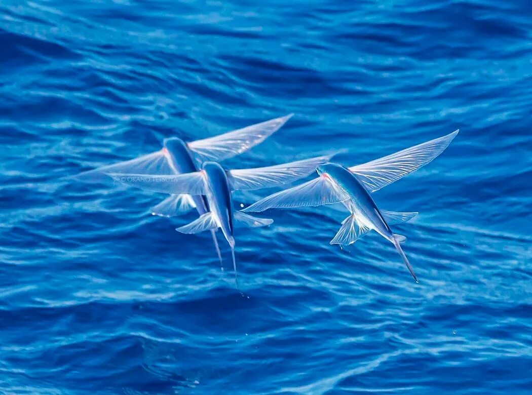 Четырёхкрылая летучая рыба. Летучая рыба биплан. Летающая рыба. Стая летучих рыб.