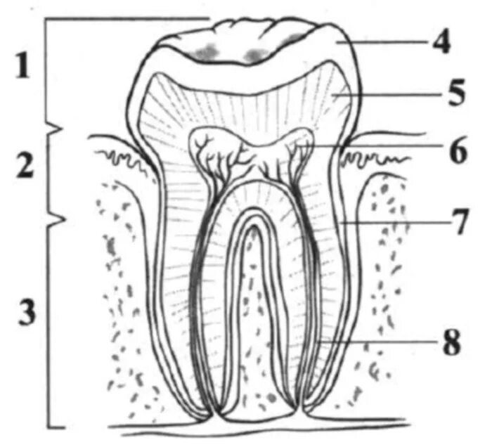 Строение зуба. Строение зуба рисунок. Строение зуба с подписями. Нарисовать анатомию зуба.