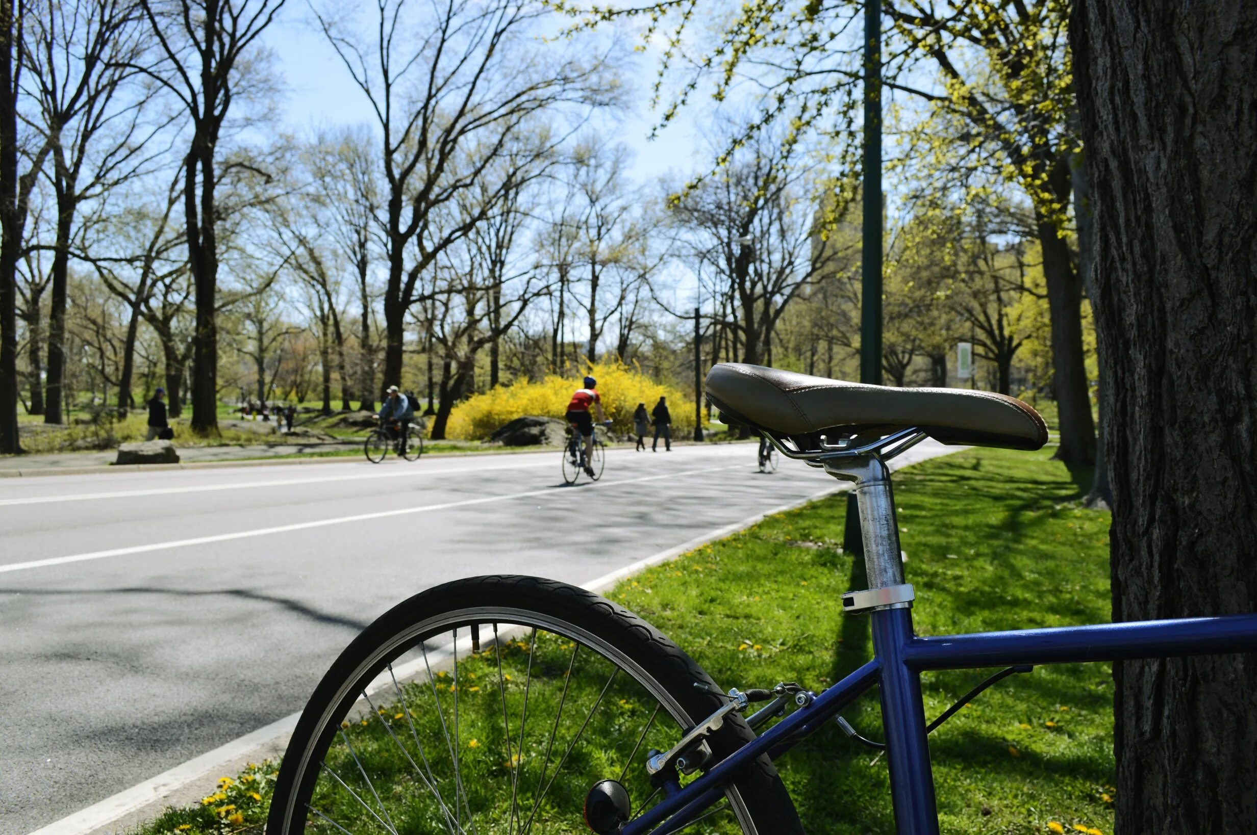 Bike 17. Велосипедный парк. Велосипед в парке. Парк для велосипедистов. Велосипедист в парке.