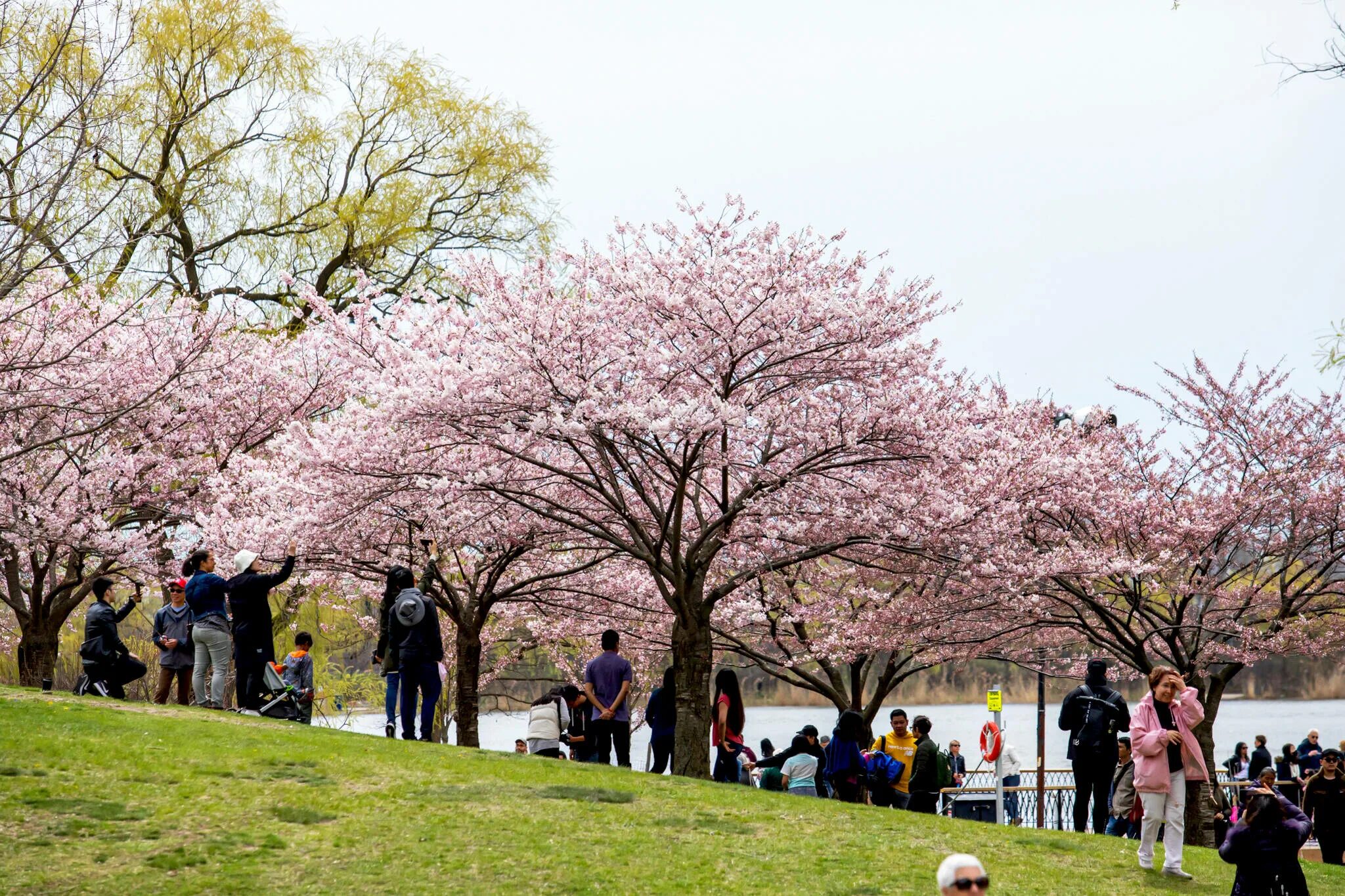 Blossom 2023. Цветение Сакуры. Цветущая Сакура. Не Цветущая Сакура. Как цветет Сакура.